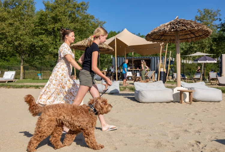 Plage acceptant les chiens