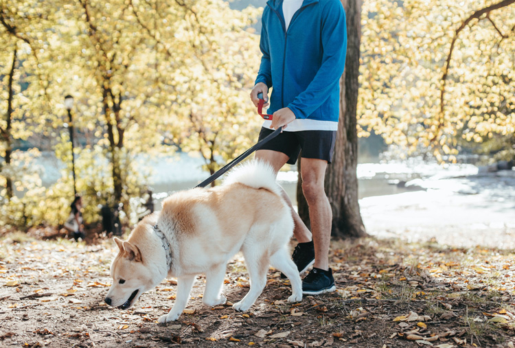 Partir en vacances avec votre chien