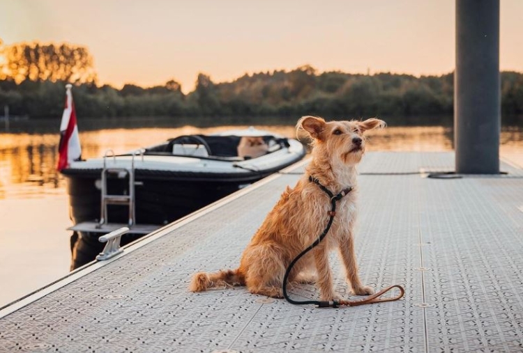 Op vakantie met uw hond